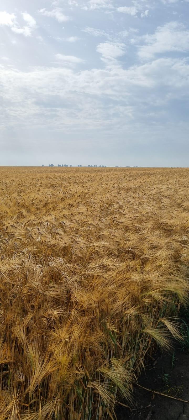 Livada pomi fructiferi