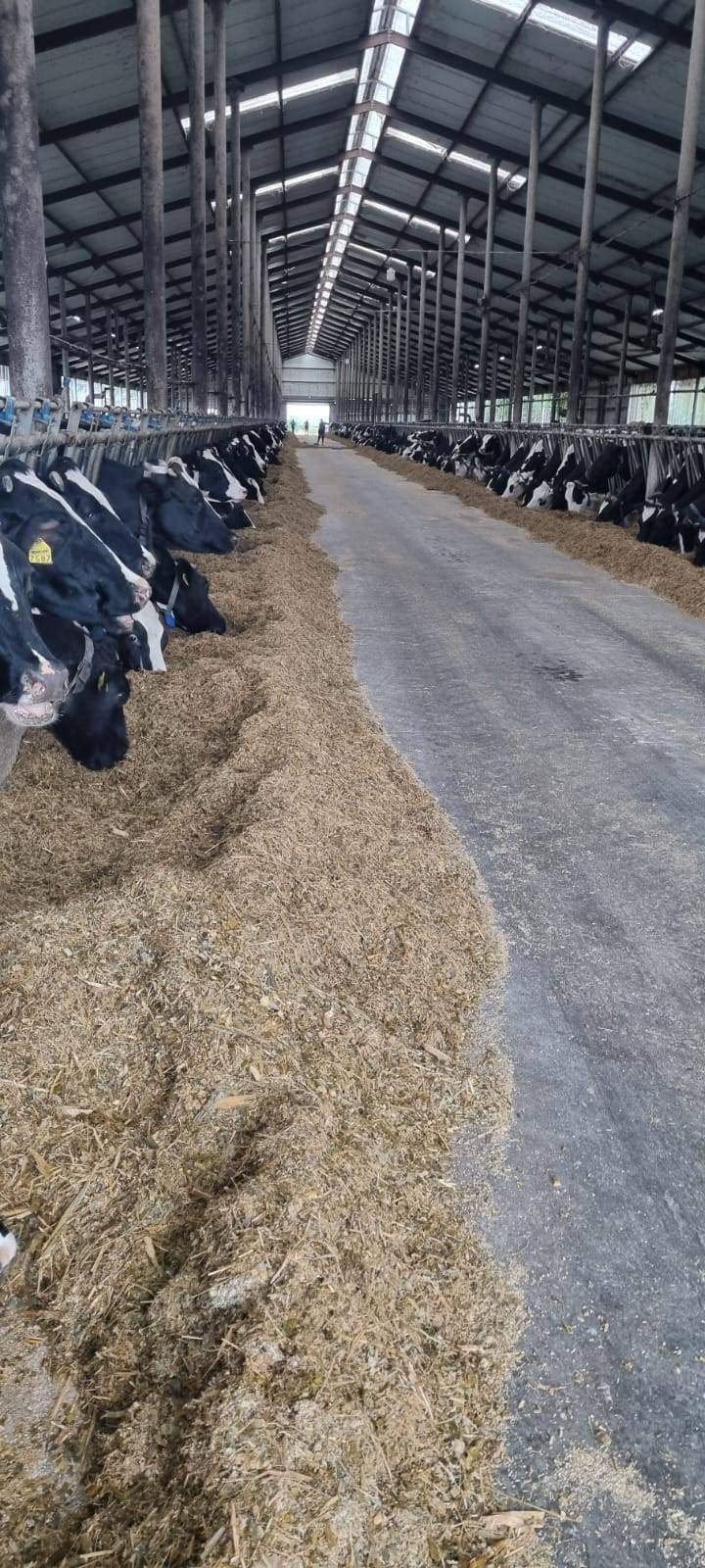 Vaci Holstein
