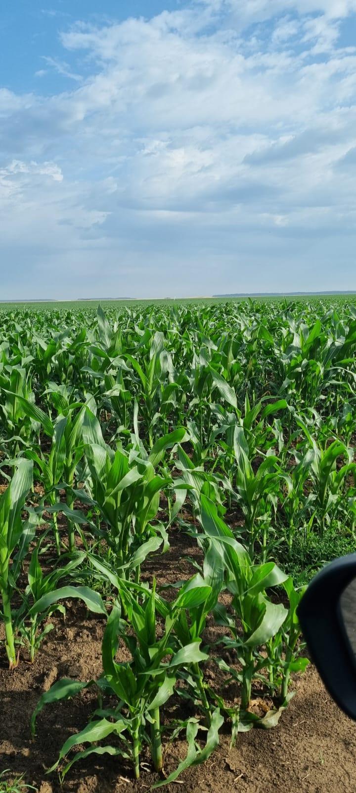 Utilaje si tehnologie agricola
