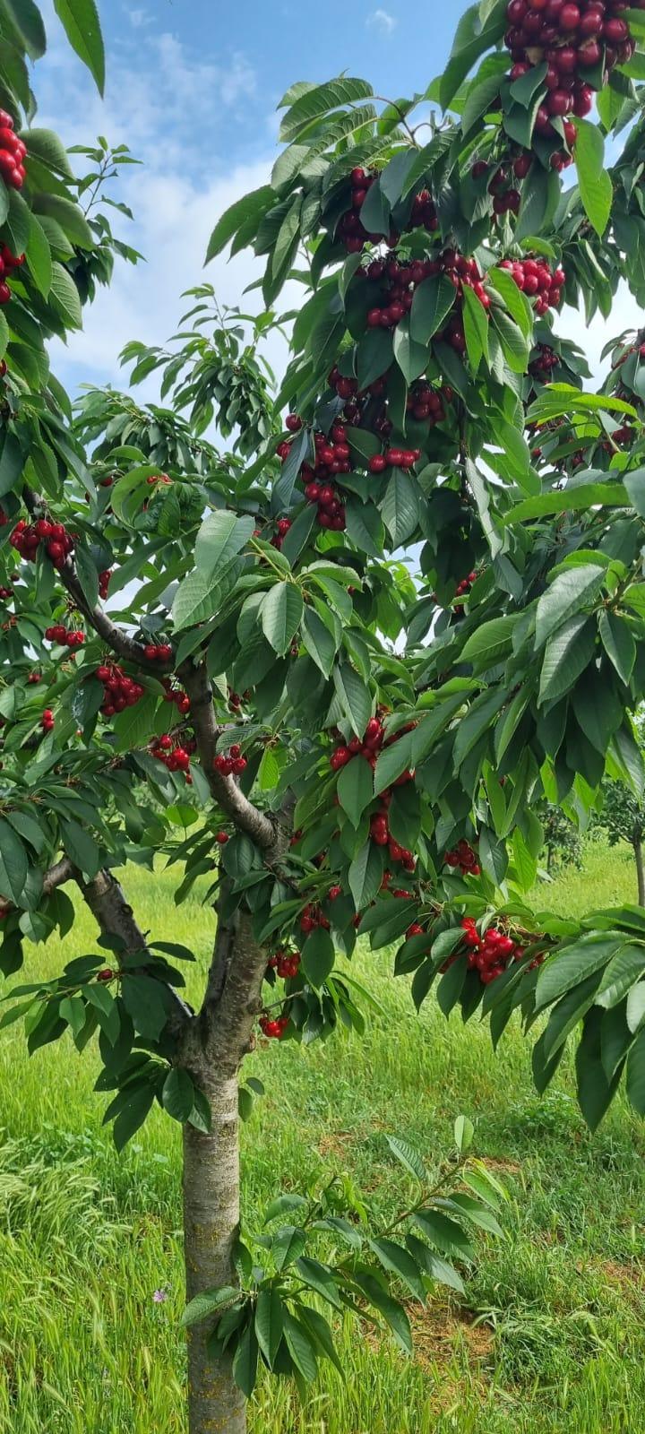 Livadă de pomi fructiferi